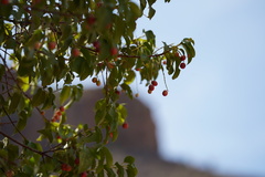 Prunus ilicifolia lyonii
