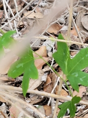 Passiflora tenuiloba