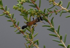 Sceliphron madraspatanum