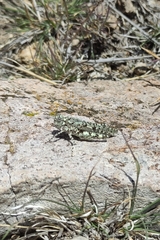Leuronotina ritensis