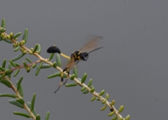 Sceliphron madraspatanum