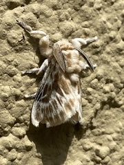 Megalopygidae