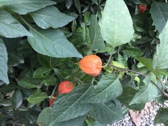 Alkekengi officinarum