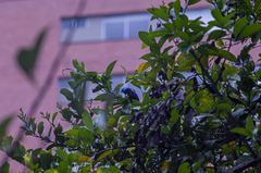 Stilpnia cyanicollis