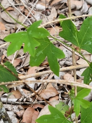 Passiflora tenuiloba