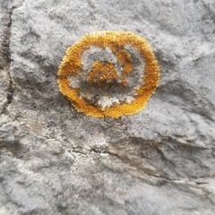 Leproplaca cirrochroa