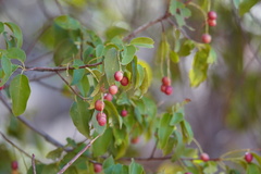 Prunus ilicifolia lyonii