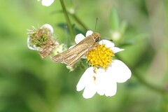 Panoquina panoquin