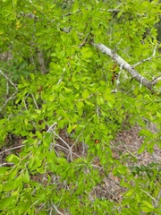 Condalia hookeri