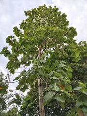 Hibiscus macrophyllus