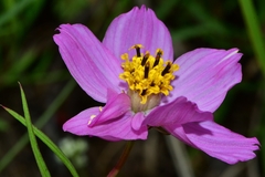 Cosmos crithmifolius