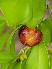 Condalia hookeri