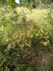 Vincetoxicum hirundinaria