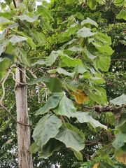 Hibiscus macrophyllus