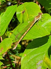 Sympecma fusca