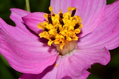 Cosmos crithmifolius