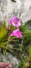 Gladiolus hirsutus