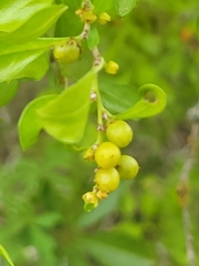 Condalia hookeri
