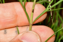 Cosmos crithmifolius