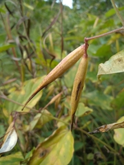 Vincetoxicum hirundinaria