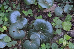 Asarum europaeum