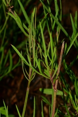 Cosmos crithmifolius