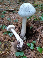 Amanita virosa