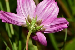 Cosmos crithmifolius