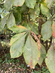 Aesculus