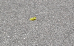 Colias harfordii