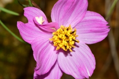 Cosmos crithmifolius