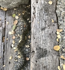 Crotalus oreganus oreganus