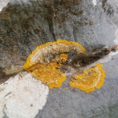 Variospora aurantia