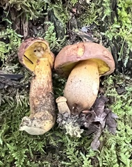 Aureoboletus innixus