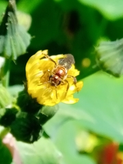 Augochloropsis tupacamaru