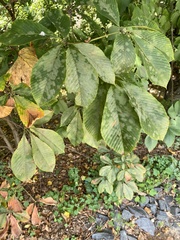 Aesculus