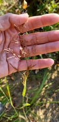 Agrostis gigantea