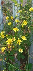 Senecio inaequidens