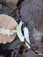Entoloma strictius