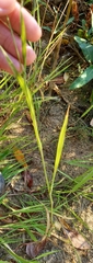 Agrostis gigantea