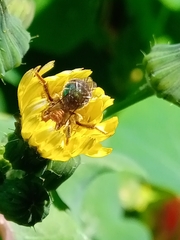 Augochloropsis tupacamaru