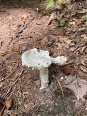 Amanita abrupta