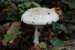 Amanita citrina