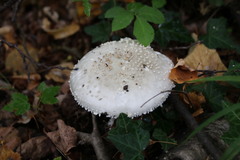 Amanita citrina