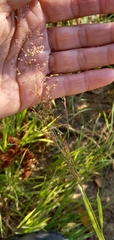 Agrostis gigantea