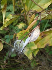 Vincetoxicum hirundinaria