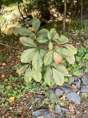 Aesculus