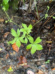 Sanicula canadensis