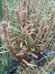 Rumex maritimus