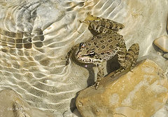 Pelophylax ridibundus
